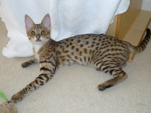 Best Harness For Savannah Cat Best Harness For Savannah Cat